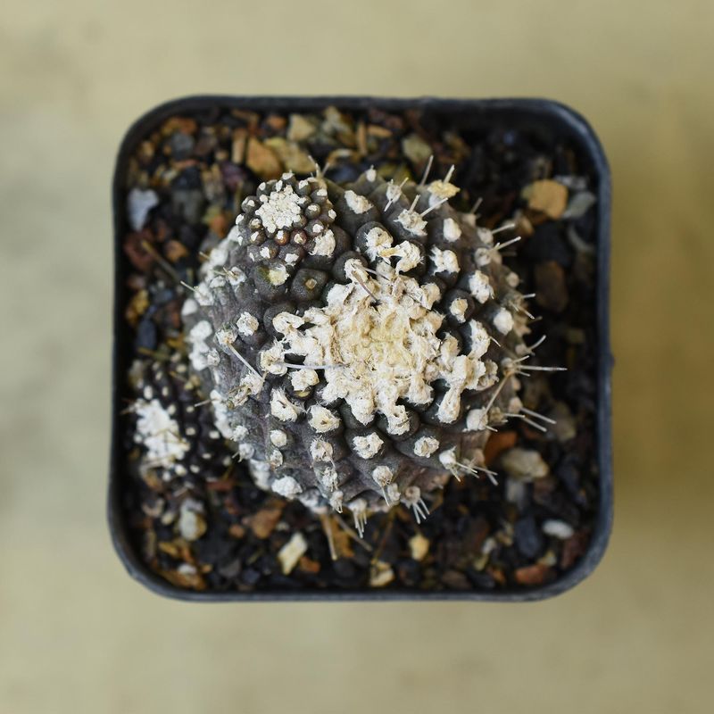 Copiapoa tenuissima F. Monstruosa