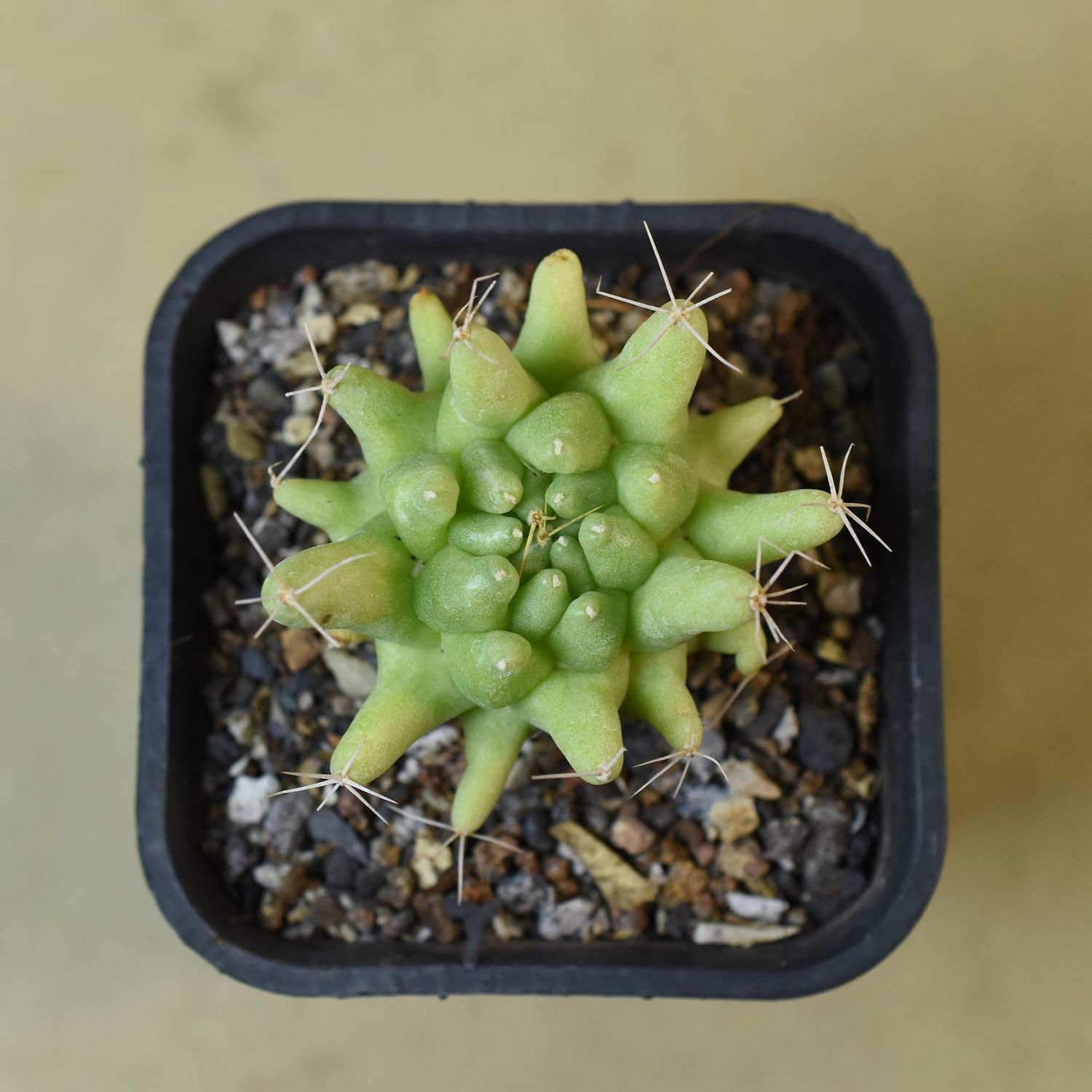 Mammillaria Longimamma Monstrose