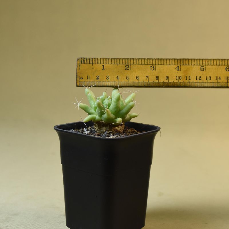 Mammillaria Longimamma Monstrose with ruler for size reference