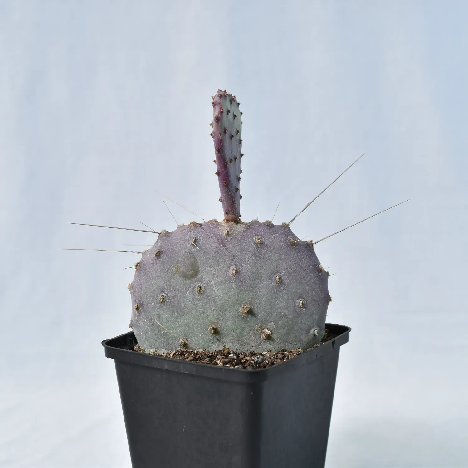 Opuntia basilaris 'Baby Rita' (Prickly Pear)