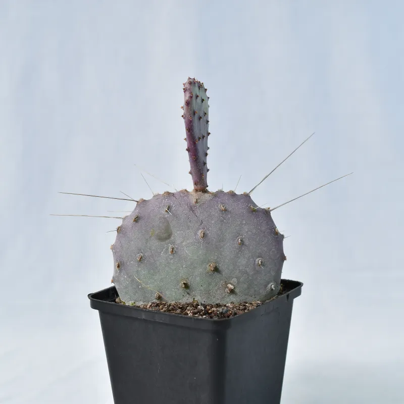 Opuntia basilaris 'Baby Rita' (Prickly Pear)