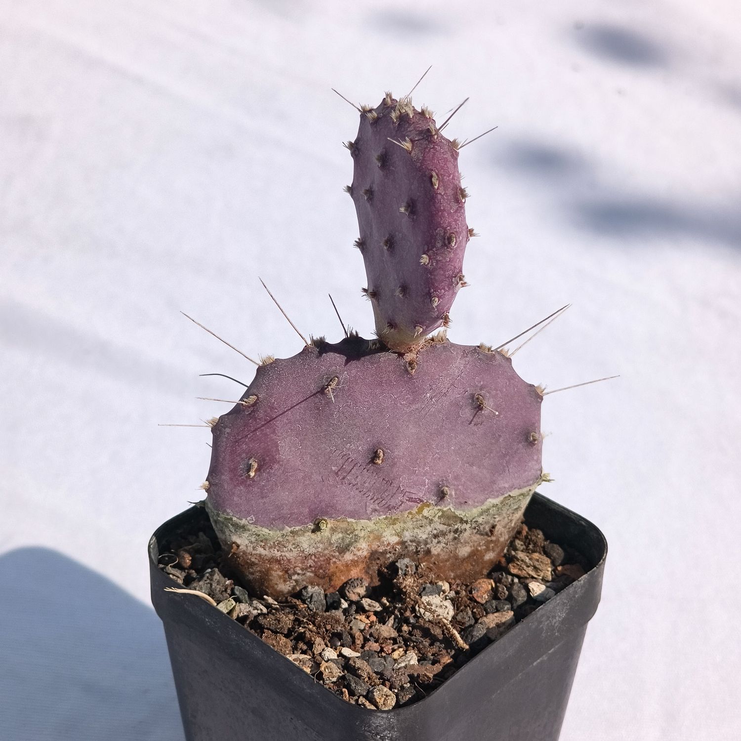 Opuntia basilaris 'Baby Rita' (Prickly Pear)