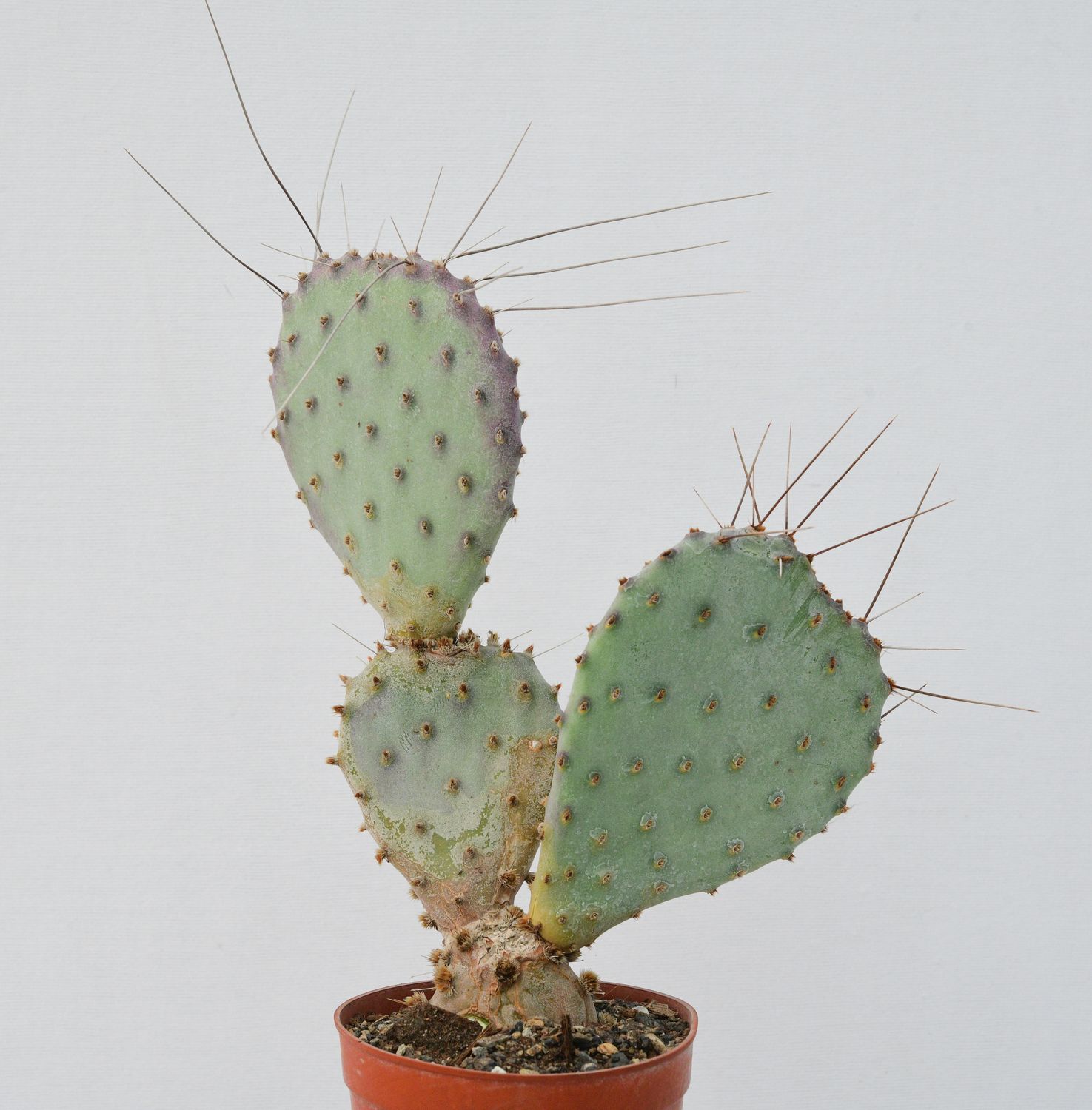 Opuntia basilaris 'Baby Rita' (Prickly Pear)
