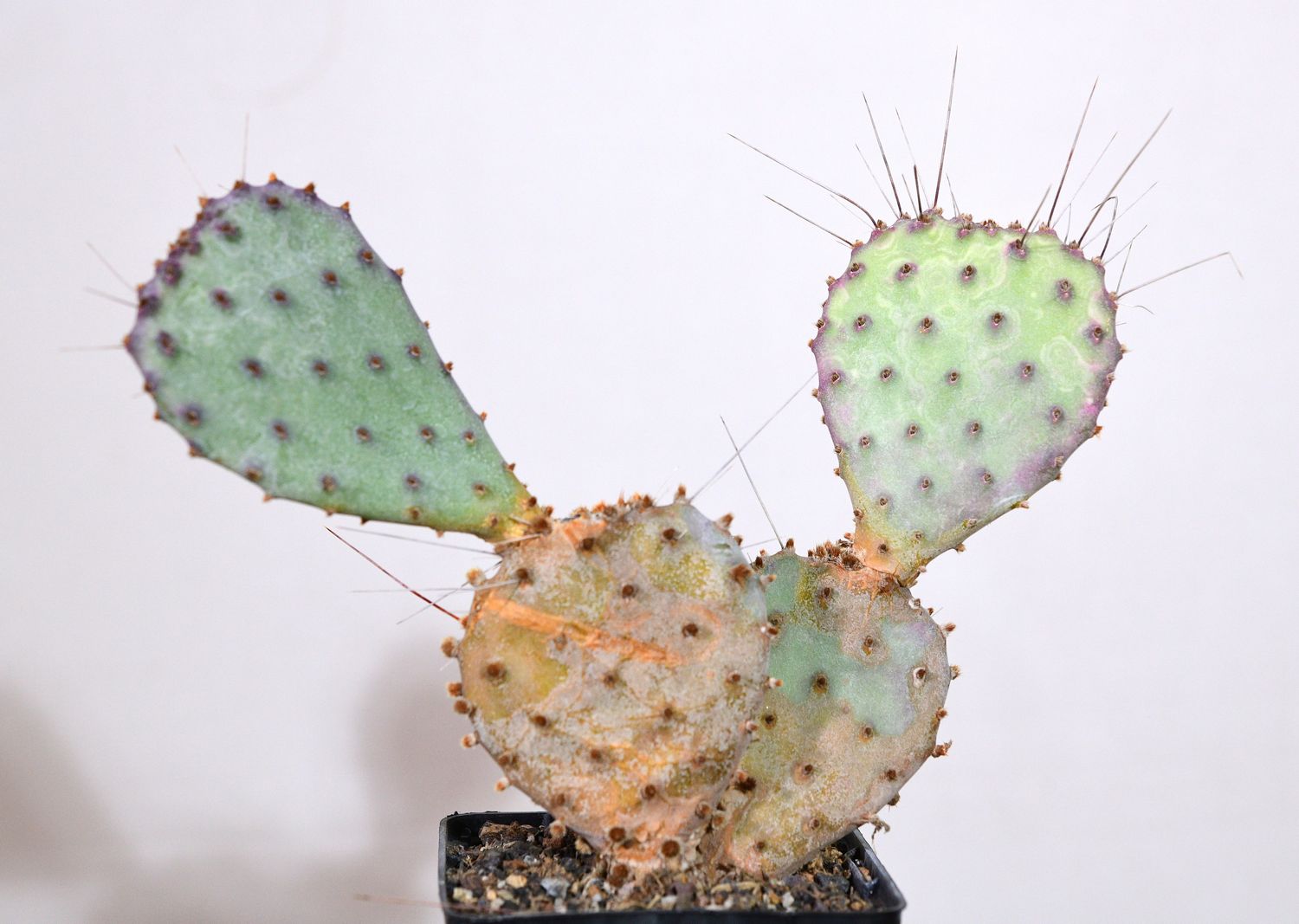 Opuntia basilaris 'Baby Rita' (Prickly Pear) front view