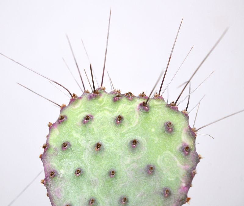 Opuntia basilaris 'Baby Rita' (Prickly Pear) close-up of pads