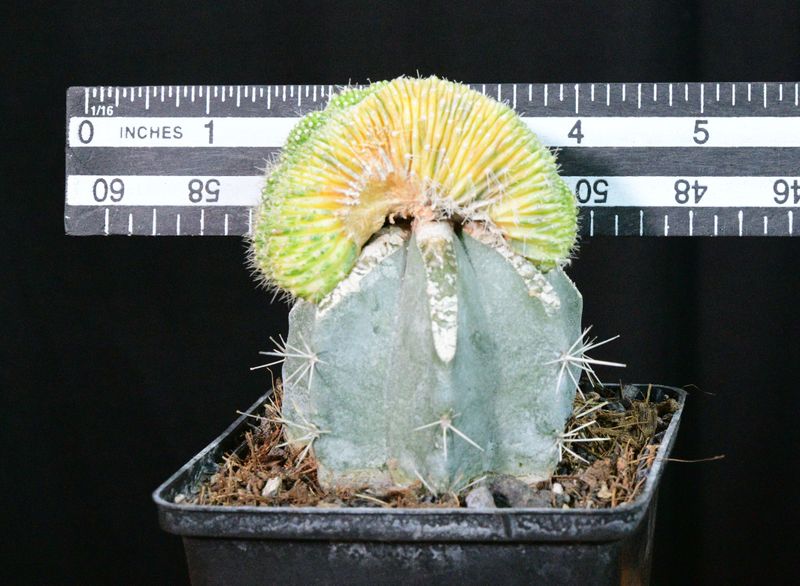 Echinopsis Variegated Crest with ruler for size reference