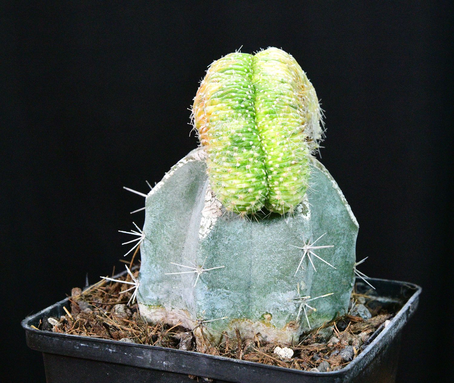 Echinopsis Variegated Crest top-down view