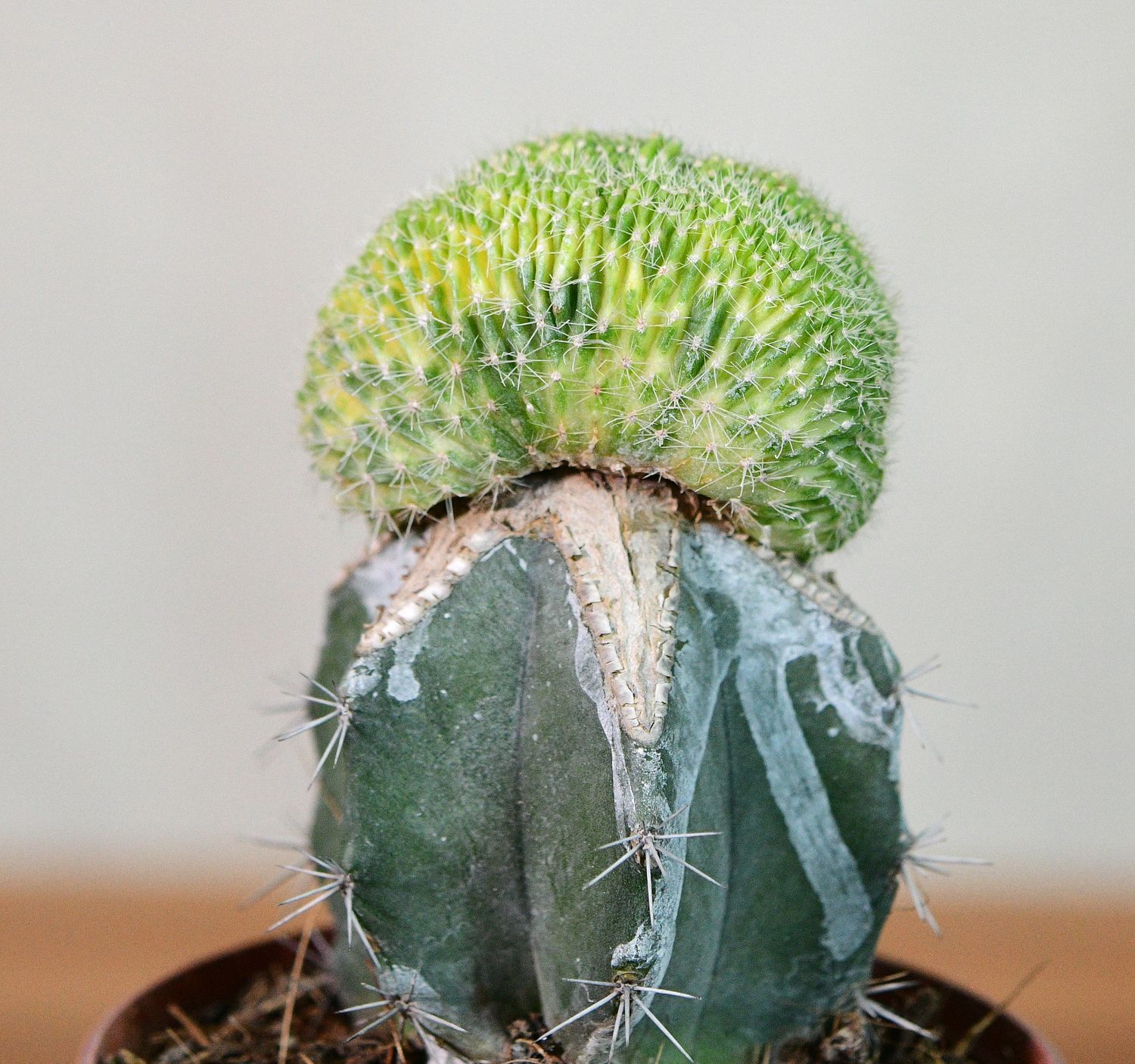 Echinopsis sp variegated Crest front view