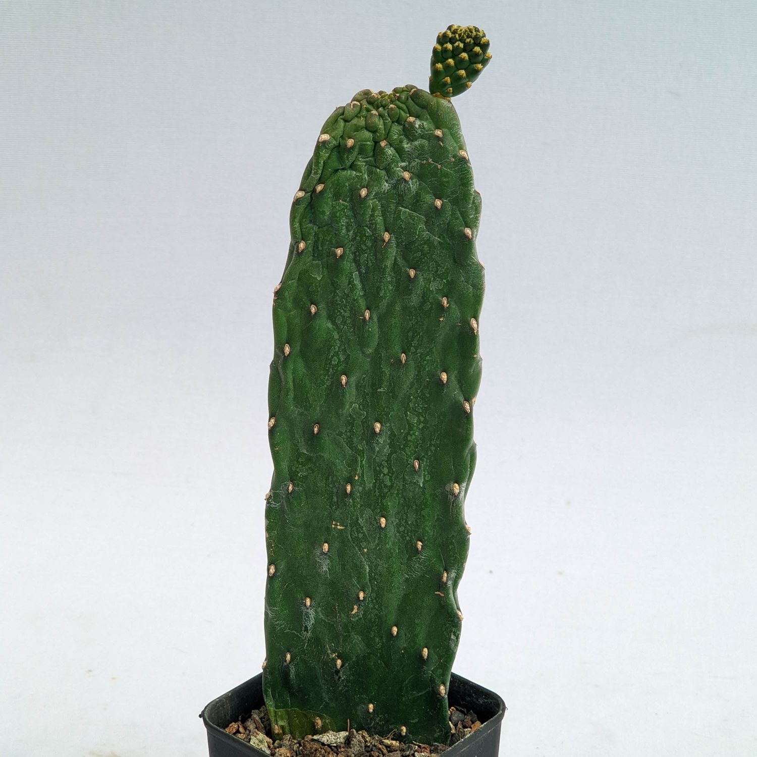 Order Consolea Rubescens Road Kill Cactus