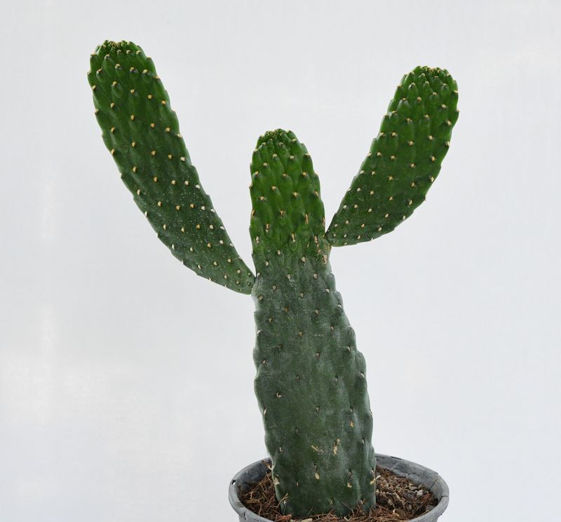 Consolea Rubescens "Road Kill" Cactus Opuntia Rubescens front view