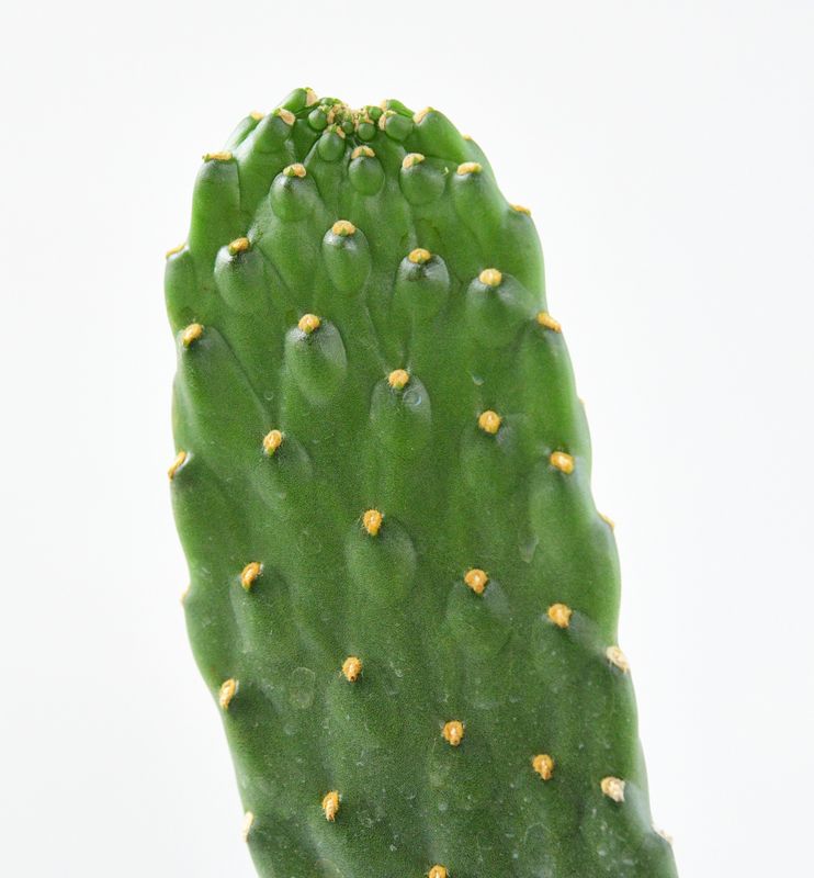 Consolea Rubescens "Road Kill" Cactus Opuntia Rubescens close-up of pad