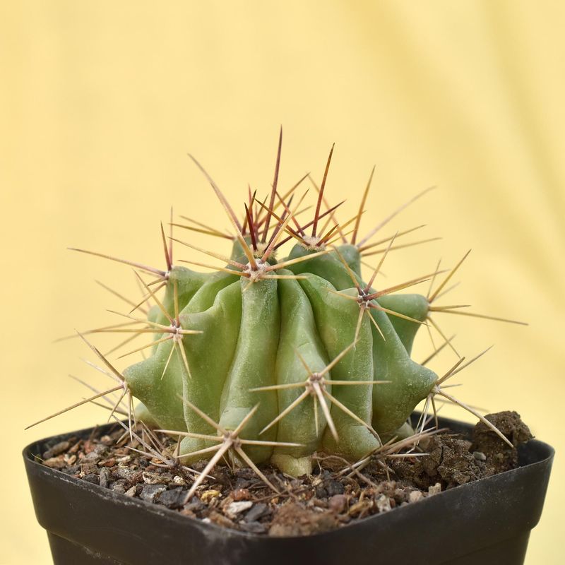 Ferocactus Acanthodes Var. Lecontei
