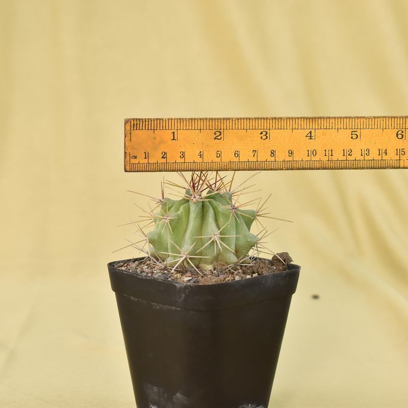 Ferocactus Acanthodes Var. Lecontei