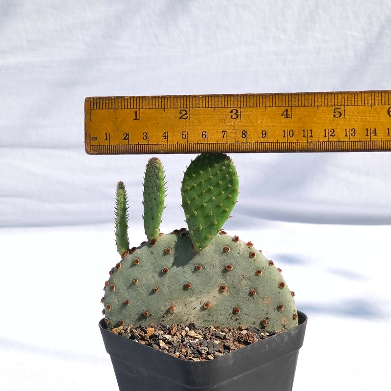 Opuntia rufida with ruler for size reference