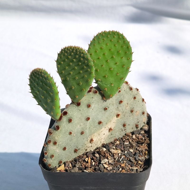 Opuntia rufida Opuntia rufida with two prominent upper pads