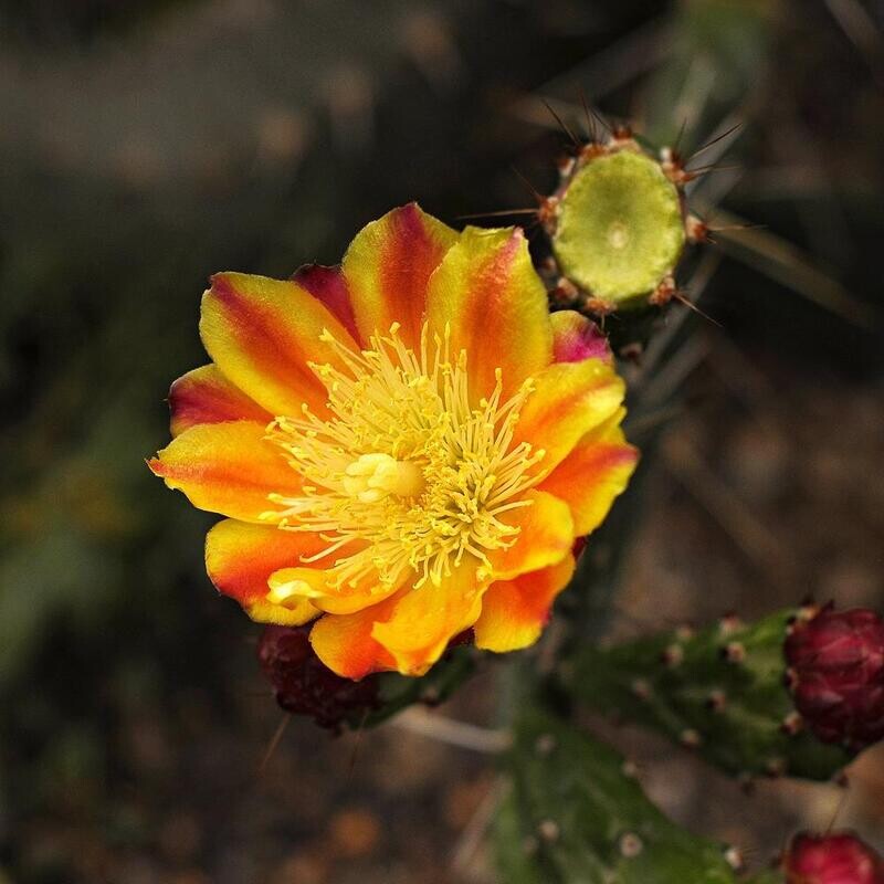 Opuntia monacantha F. Variegata Opuntia Monacantha F. Variegata in bloom with yellow and red flowers