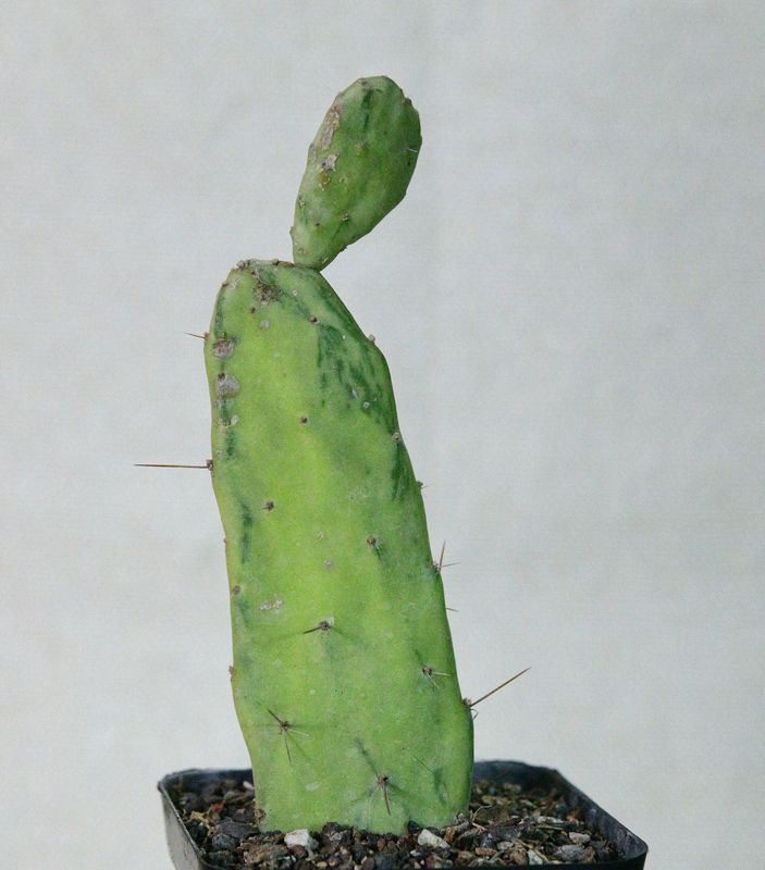 Opuntia monacantha F. Variegata