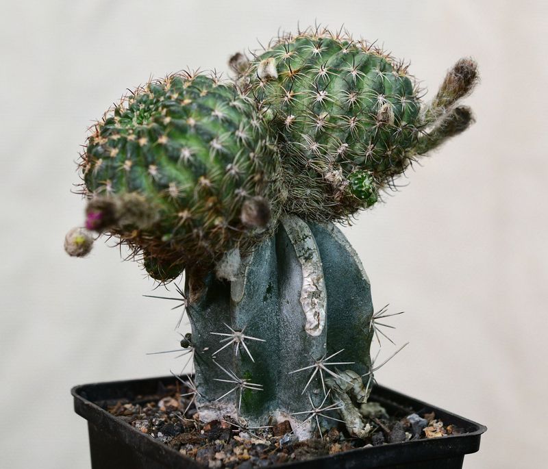 Matucana Intertexta ( Cajamarca) three-quarter view showing clustered heads