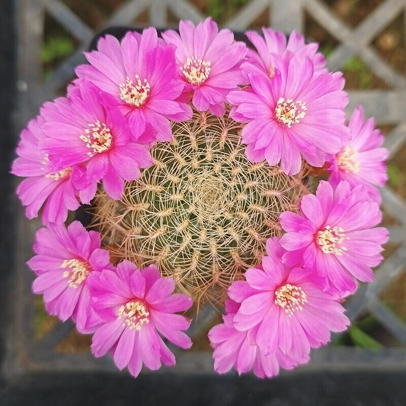 Sulcorebutia augustinii (Syn: Rebutia steinbachii subv. augustinii ) in bloom, top-down