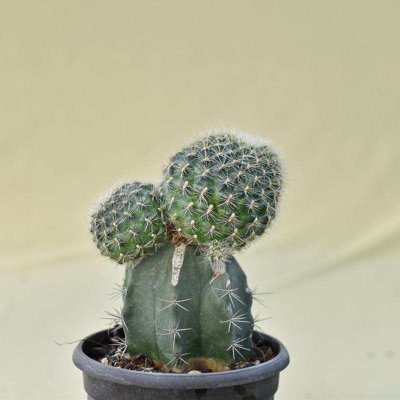 Sulcorebutia augustinii (Syn: Rebutia steinbachii subv. augustinii )