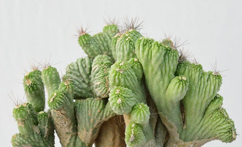 Cereus CV. Wild Crest