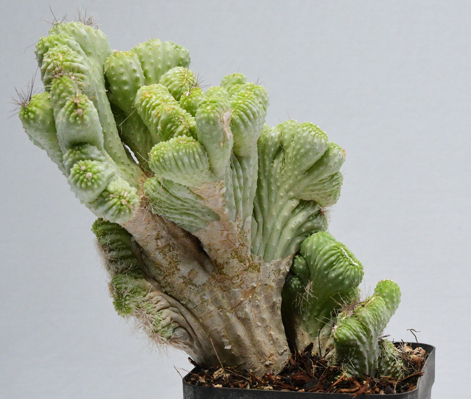 Cereus CV. Wild Crest Cereus CV. Wild Crest
