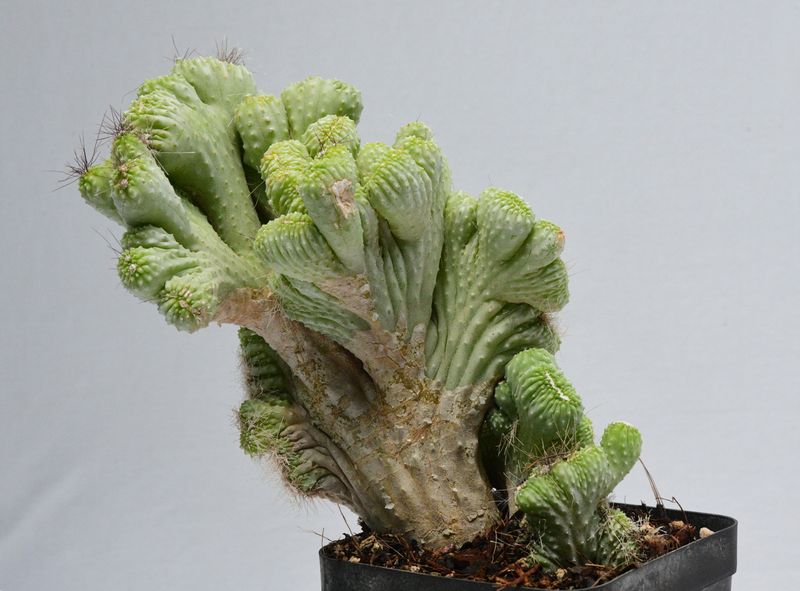 Cereus CV. Wild Crest