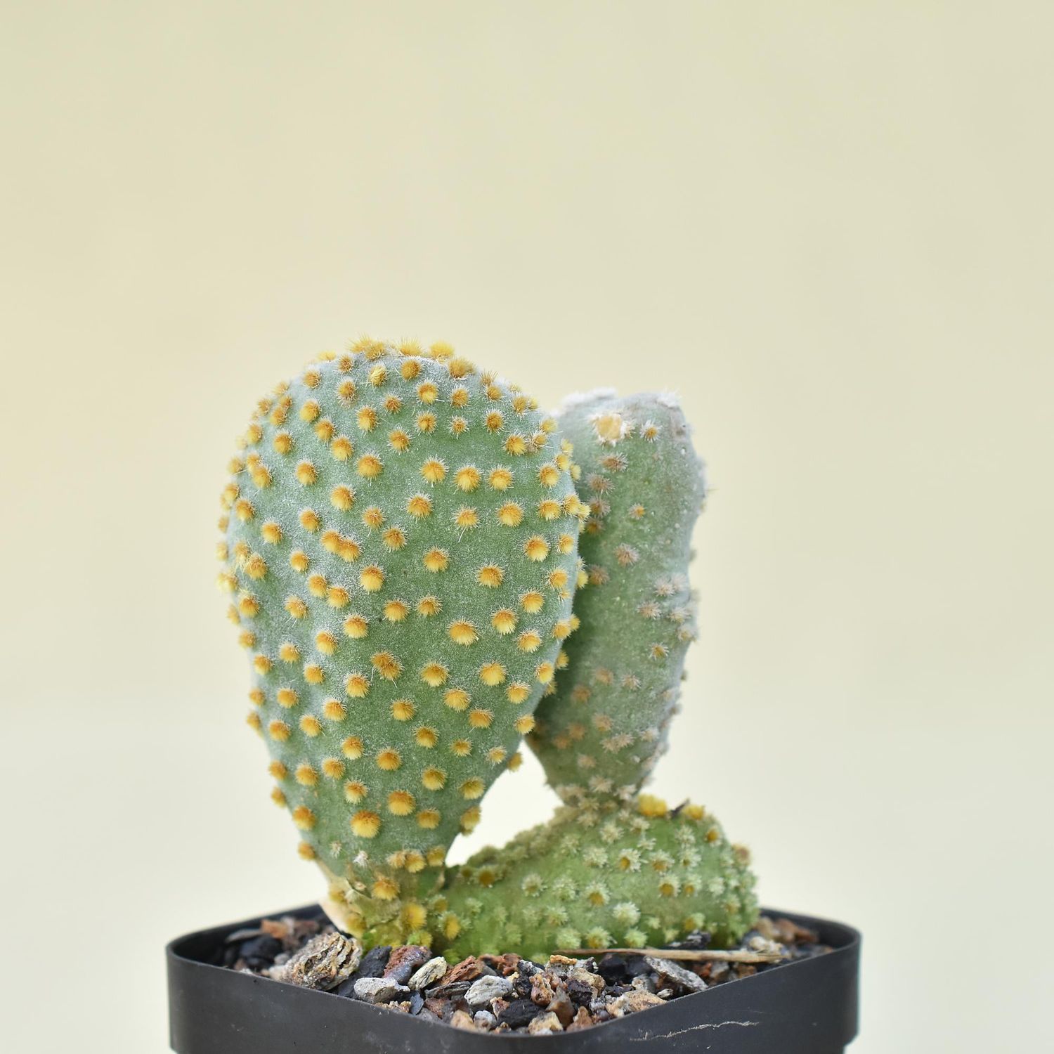 Opuntia microdasys Crest