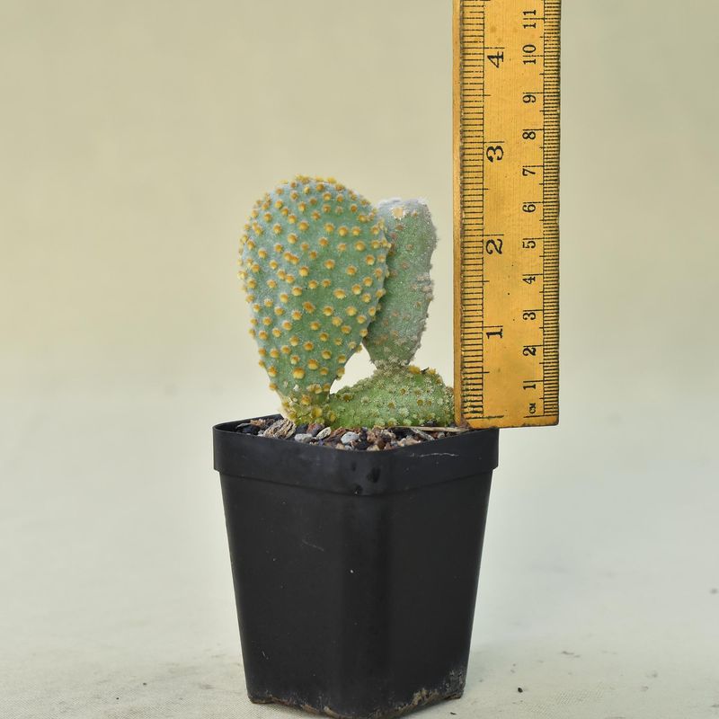 Opuntia microdasys Crest with ruler for size reference
