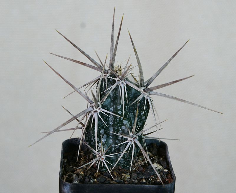 Opuntia invicta (Grusonia invicta) angled side view