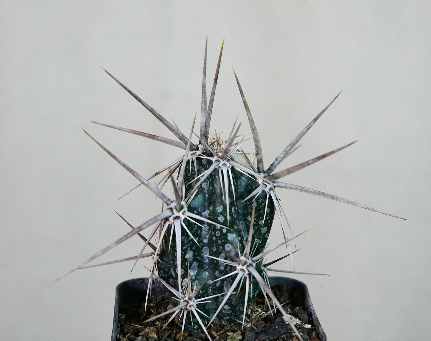 Opuntia invicta (Grusonia invicta) front view