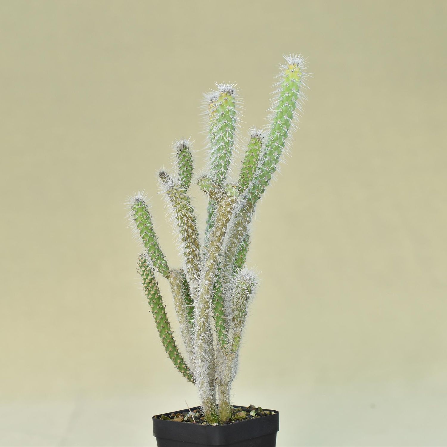 Cylindropuntia Spinosior
