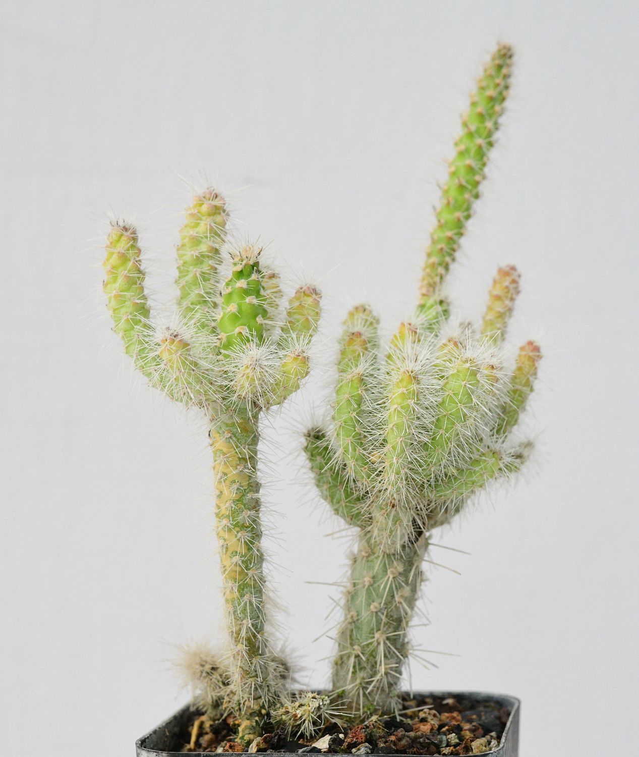Cylindropuntia spinosior