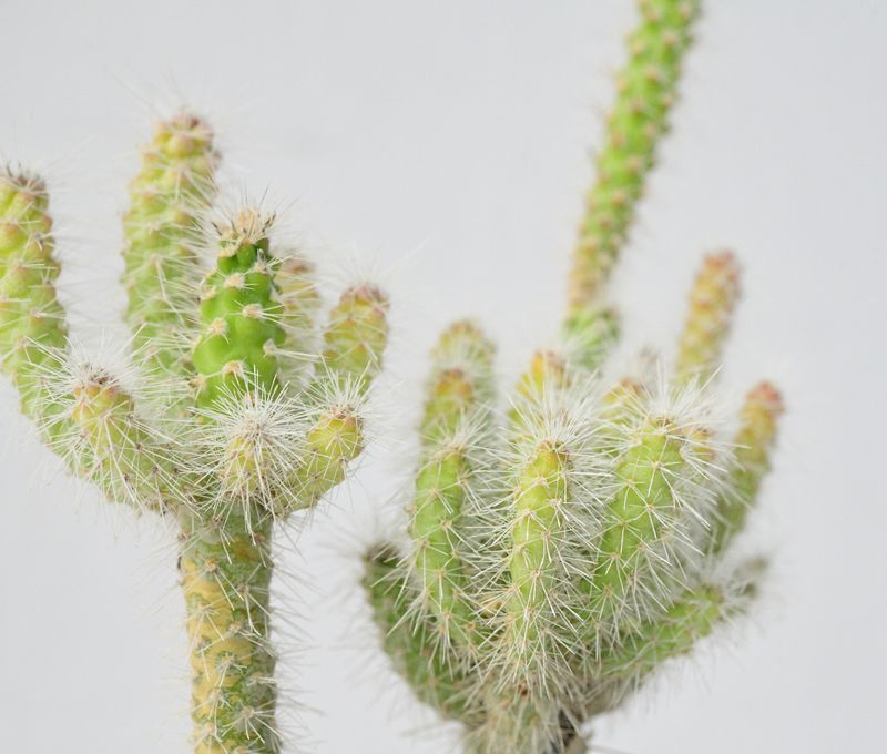 Cylindropuntia spinosior front view, different angle