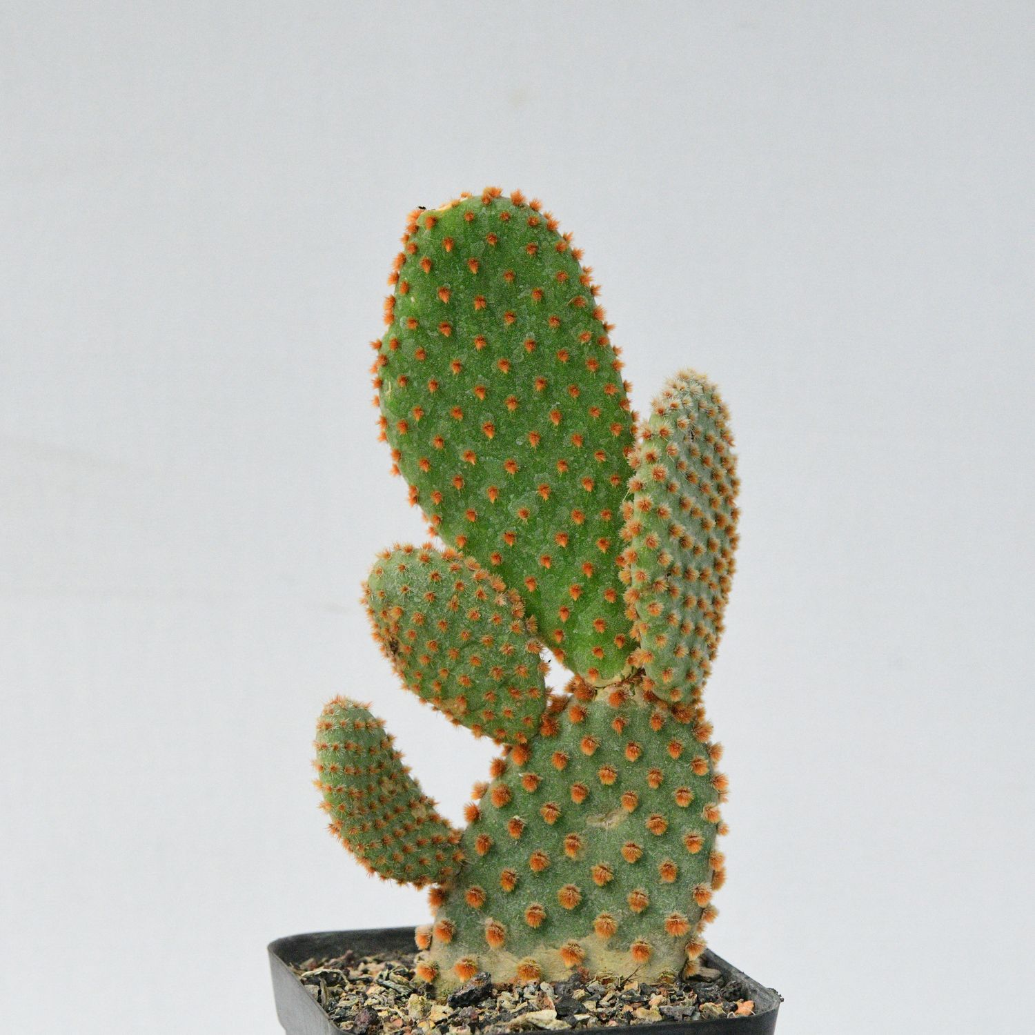 Opuntia microdasys Red/Brown Glochids