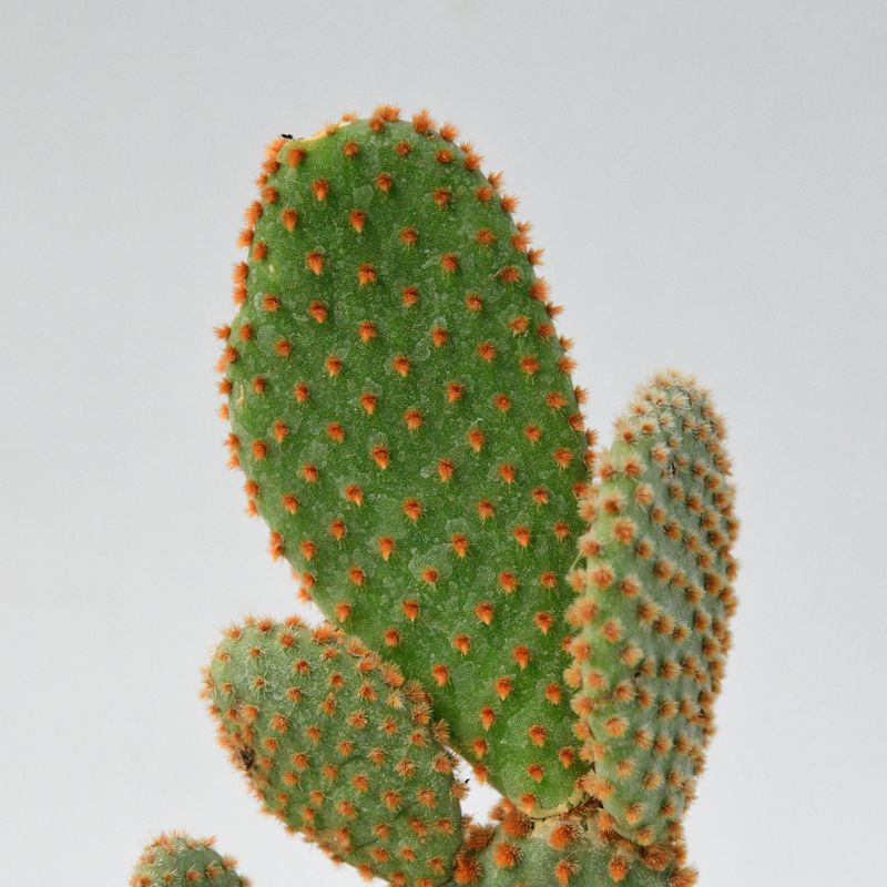 Opuntia microdasys Red/Brown Glochids close-up of pad