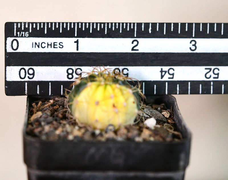 Melocactus sp Variegated with ruler for size reference