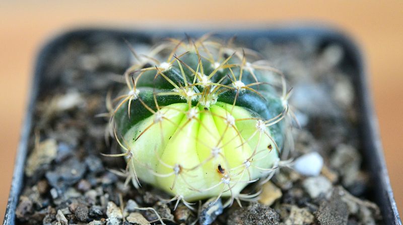 Melocactus sp Variegated top-down view