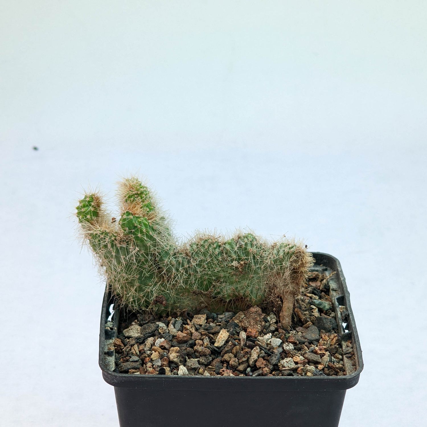 Cereus Repandus f. Monstruosus ‘Rojo’ Crest