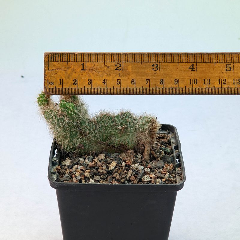 Cereus Repandus f. Monstruosus ‘Rojo’ Cres
