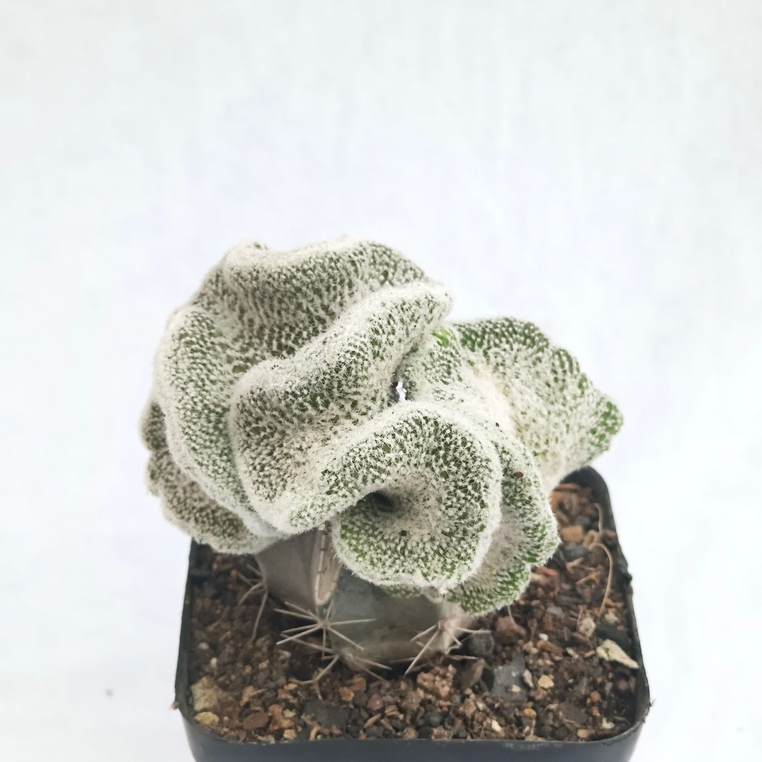 Lobivia albolanata f crested (Grafted Crest)