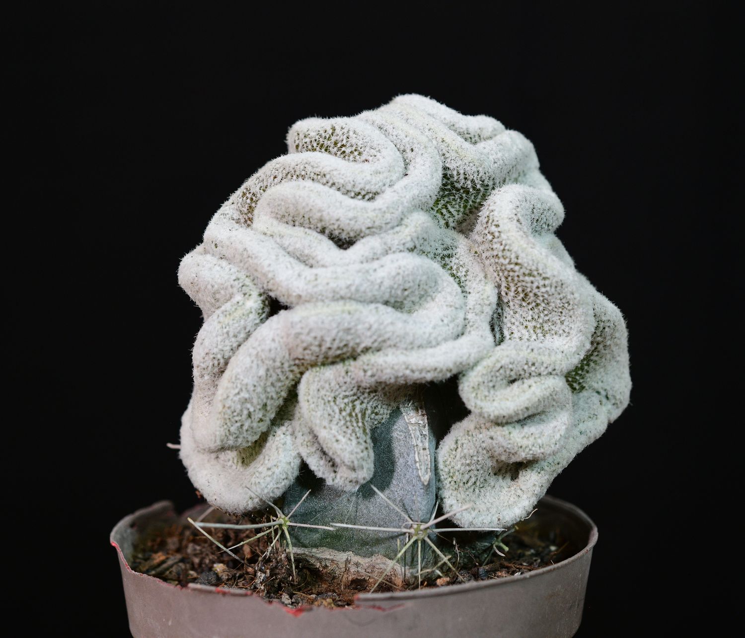 Lobivia albolanata f crested (Grafted Crest) front view in pot