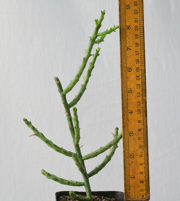 Opuntia leptocaulis with ruler for size reference