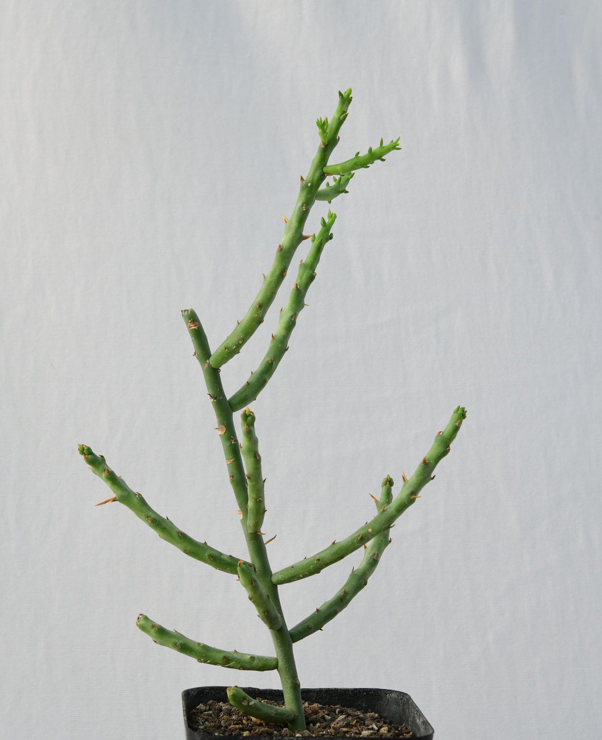 Opuntia leptocaulis