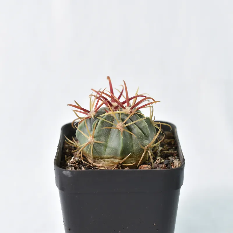 Ferocactus latispinus rubra