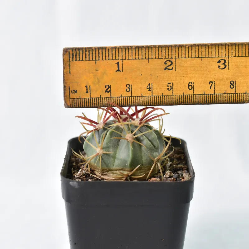 Ferocactus latispinus rubra