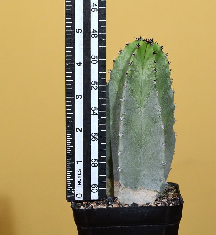 Lophocereus schottii (Native Form) with ruler for size reference
