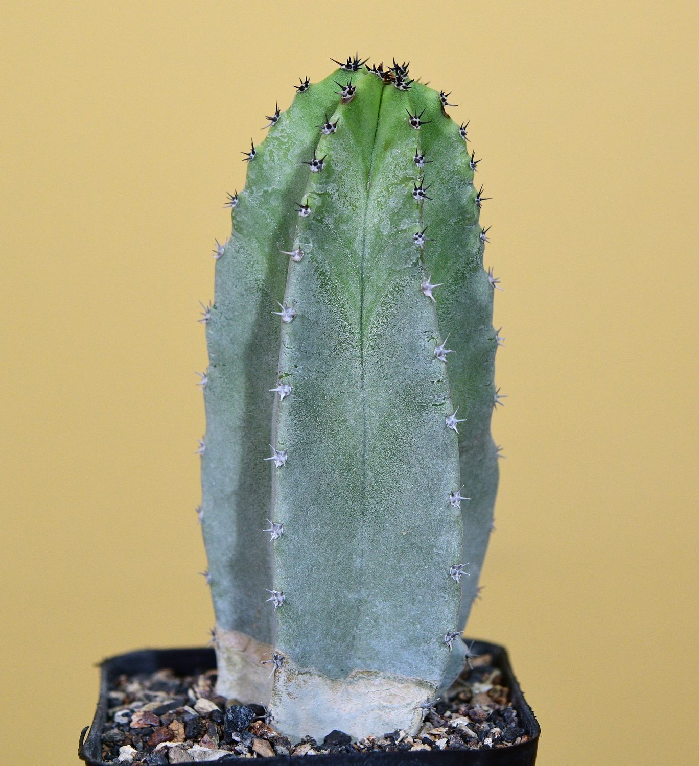 Lophocereus schottii (Native Form) whole plant