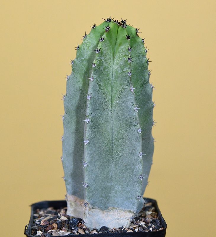 Lophocereus schottii (Native Form) whole plant