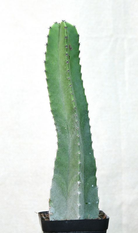Lophocereus schottii (Native Form) Lophocereus schottii (Native Form)